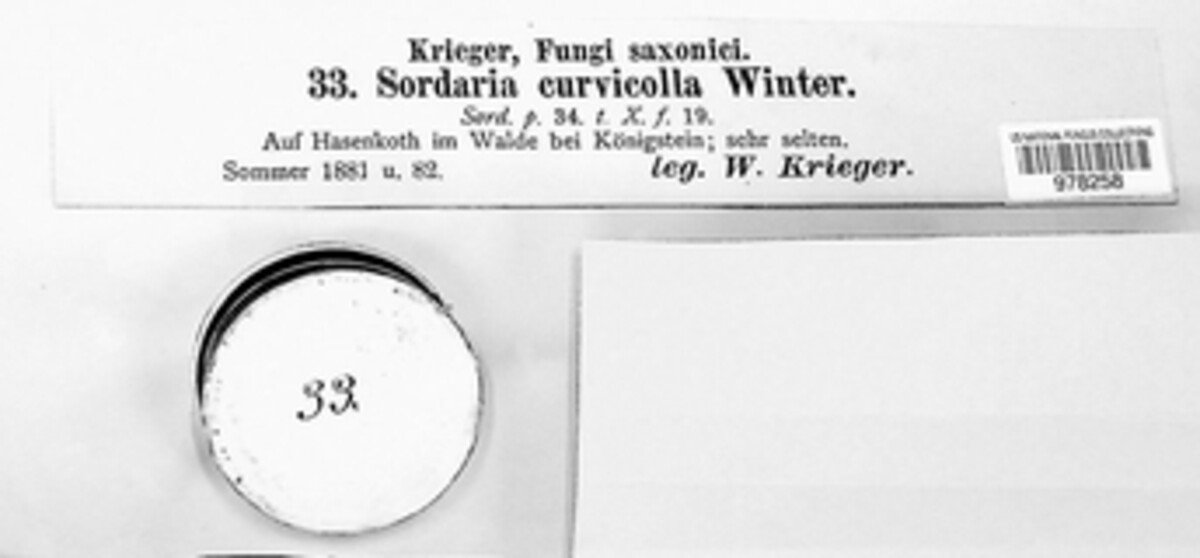 Pseudoechria curvicolla image